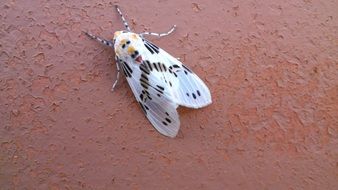mariposa insects
