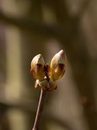 spring young chestnut leaves