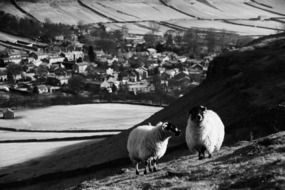 black and white photo of animals on the farm
