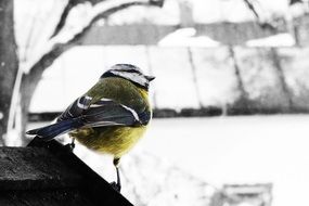 bird on the roof in the winter landscape