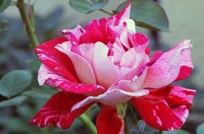 pink, red and white striped rose flower close-up on blurred background