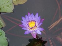 purple lotus in water drops