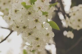 white flowers on a tree in spring time