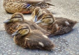 brown wild duckletts on ground