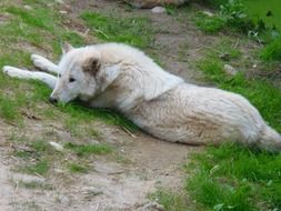 white wolf in nature