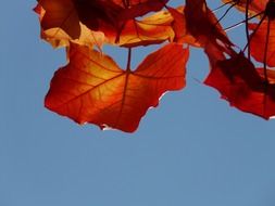 red leaves on clear sky background