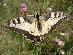 swallowtail butterfly closeup