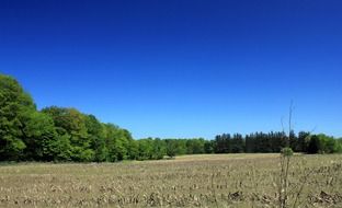 Corn Fields in Canada