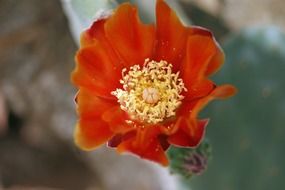dark orange bud of a cactus on a blurred background