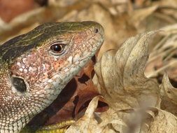 green lizard reptile head close