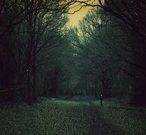 dark mysterious road in the forest