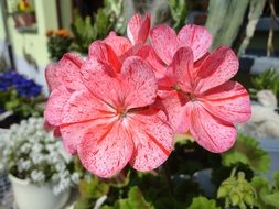 geranium flower in a pot