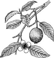 Beautiful black and white drawing of the guava plants
