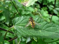 hoverfly campestris insect