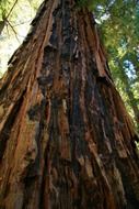 redwood ancient giant trees ecology california