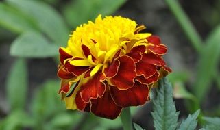 red yellow carnation flower blossom garden