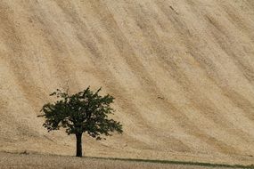 lonely tree at wheat field