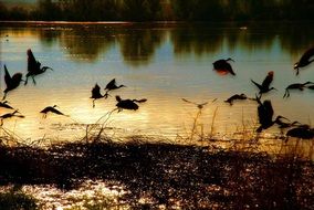 birds are flying over the lake at sunset