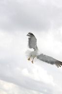 gray-white drawn gull on a white sky background