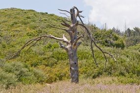 dry tree in front of forest, greece