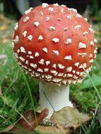 fly agaric mushroom with white spots close-up on blurred background