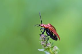 macro of a red insect