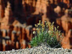 small yellow flowers in Bryce Canyon