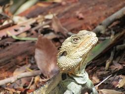 head of green lizard close up, australia