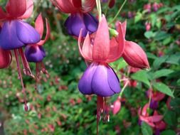 blooming violet pink flowers