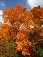 trees with orange leaves in the forest