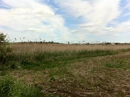 farmland photo