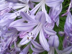 Light purple agapanthus flowers