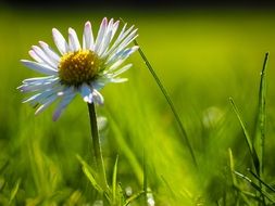 little white daisy on a sunny green meadow