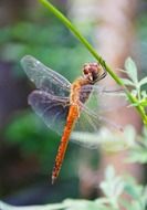orange dragonfly on a blade of grass close up