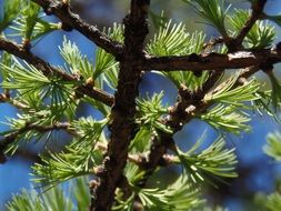 branch of larch under the bright sun