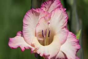 gentle gladiolus bud