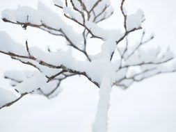 tree in snow close up