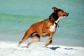 Brown dog runs along the water on the beach