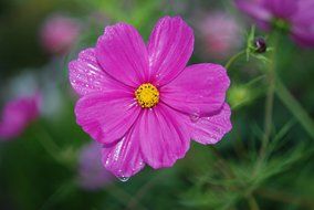 pink cosmos flower with drops, macro