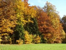 bright sunny autumn forest