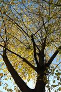 yellow leaves of common rock pear