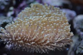 anemones in a saltwater aquarium