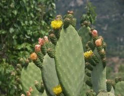 opuntia in bloom cactus blossoms at summer