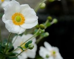splendiferous white poppy flowers