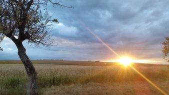 sunset over the golden field