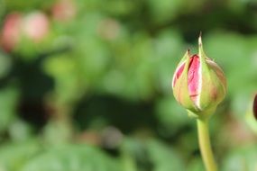 rose bloom bud