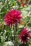 Pink dahlia blossoms