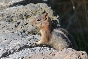 chipmunk animal