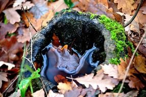 water in a dry tree trunk in autumn