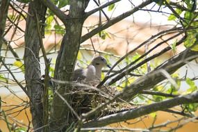 pigeon in a nest on a tree